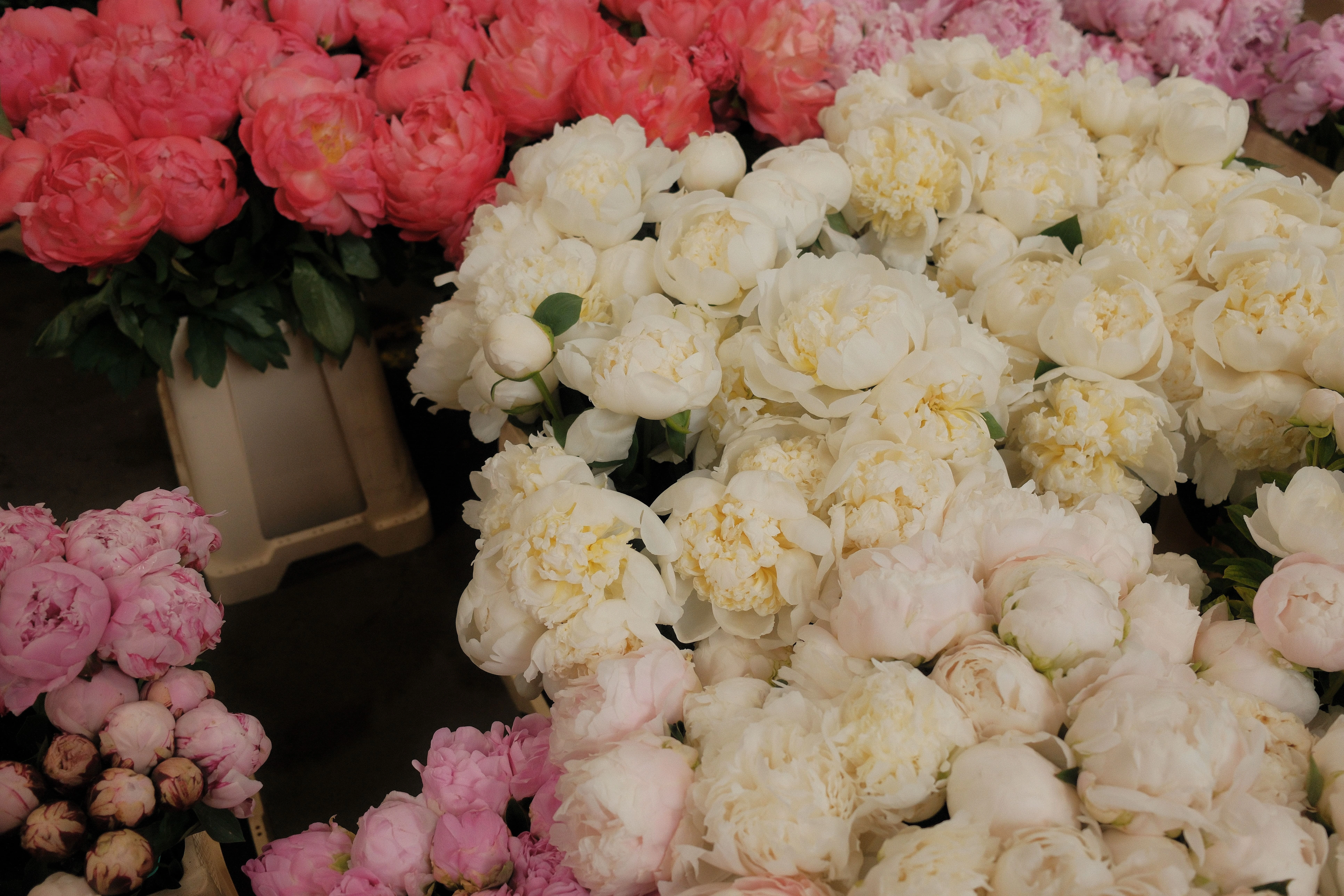 An Italian wedding vendor focused on their craft—arranging final details with precision and care, embodying the artisanal approach to Italian weddings Italian wedding vendor preparing details for destination wedding ceremony